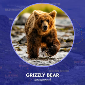 Grizzly Bear