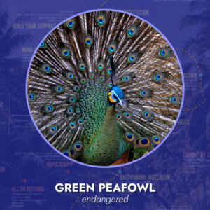 Green Peafowl