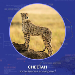 Cheetah